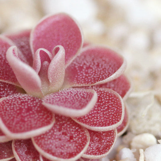 Pinguicula (Butterworts)