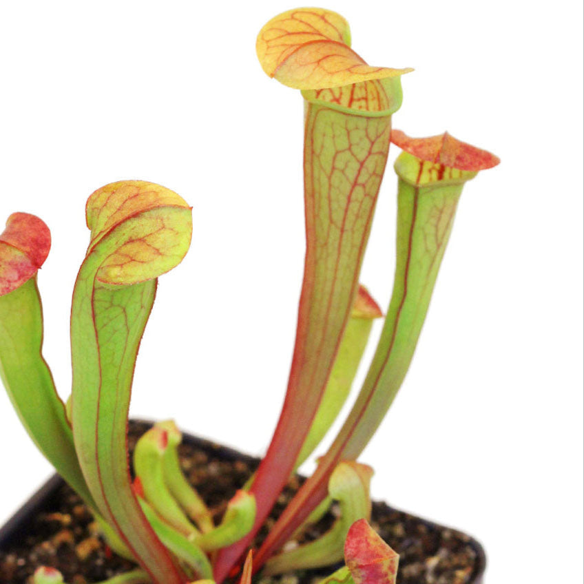 Sarracenia (Trumpet Pitcher)