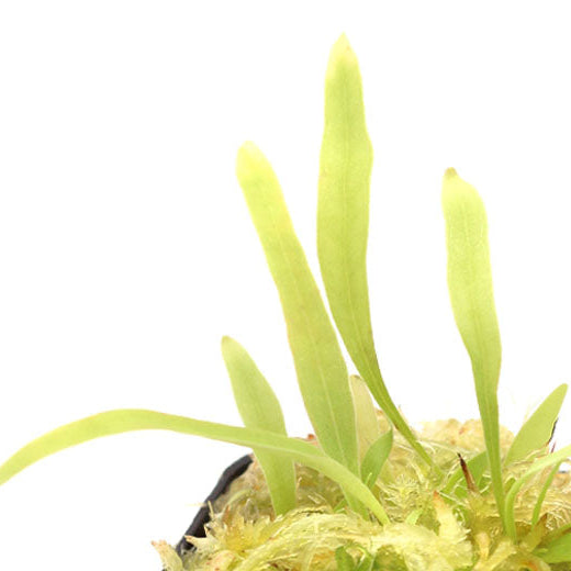 Utricularia (Bladderworts)