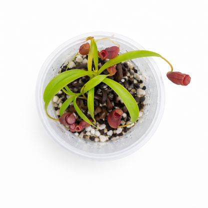 Nepenthes flava
