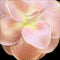 Pinguicula Sethos x Fraser