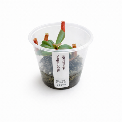 Nepenthes vieillardii (Pitcher Plant)