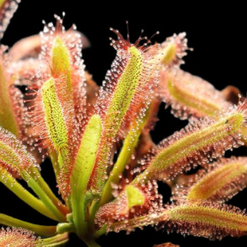 Drosera Broad Leaf capensis (Sundew)