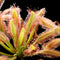 Drosera Broad Leaf capensis (Sundew)
