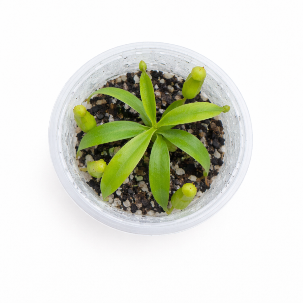 Nepenthes fusca