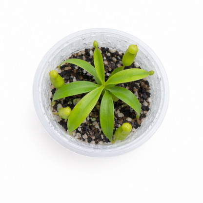 Nepenthes fusca