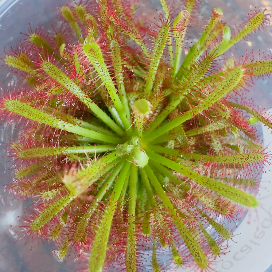 Drosera Neocaledonica (Rosetted Sundew)