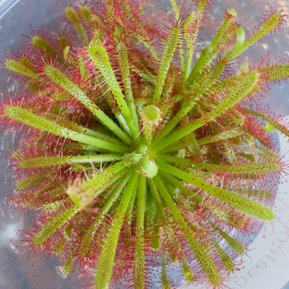 Drosera Neocaledonica (Rosetted Sundew)
