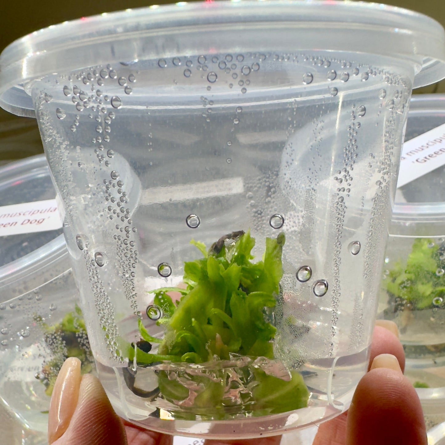 Dionaea muscipula 'Green Dog' (Venus Flytrap)