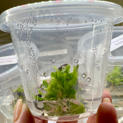 Dionaea muscipula 'Green Dog' (Venus Flytrap)