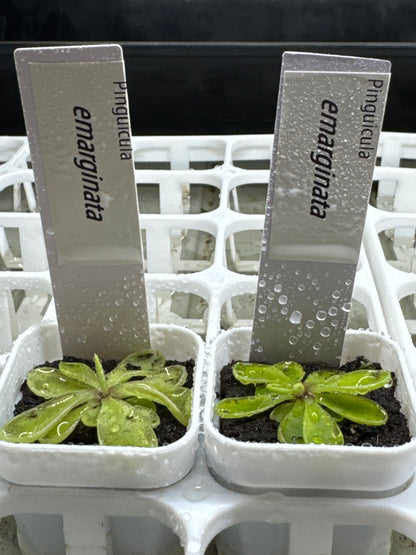 Pinguicula emarginata