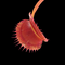Dionaea muscipula 'Sonic' (Venus Flytrap)