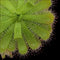 Drosera pauciflora (Tuberous Sundew)