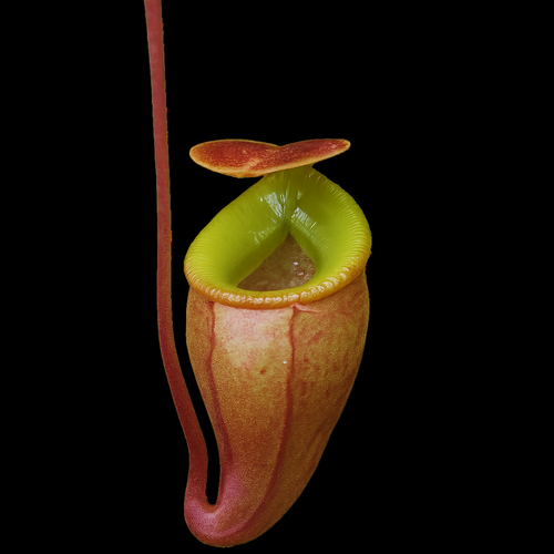 Nepenthes flava