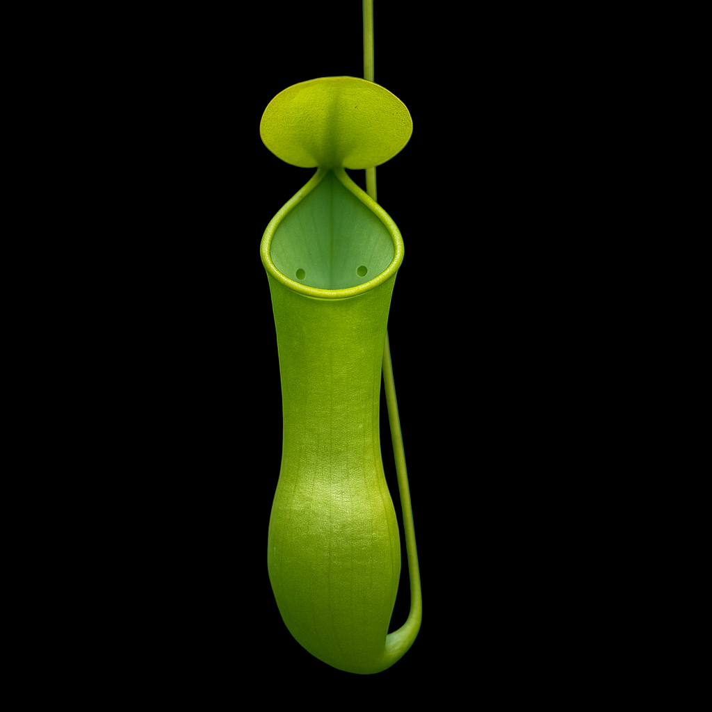 Nepenthes reinwardtiana