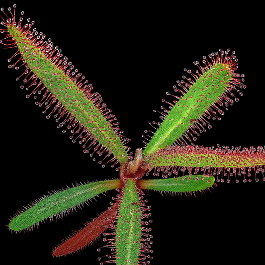 Drosera adelae (Lance-Leaf Sundew)