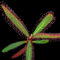 Drosera adelae (Lance-Leaf Sundew)