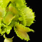 Dionaea muscipula 'Angry Lettuce' (Venus Flytrap)