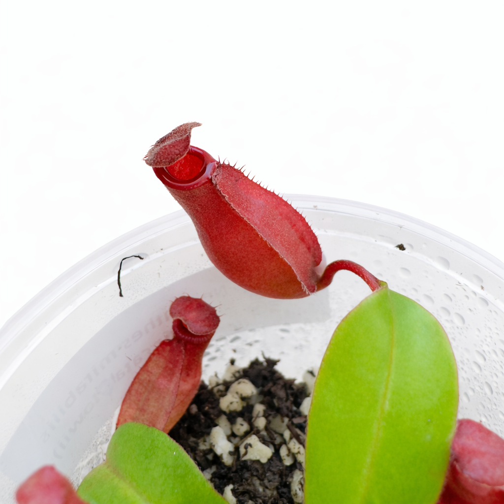Nepenthes mirabilis × (truncata × lowii)