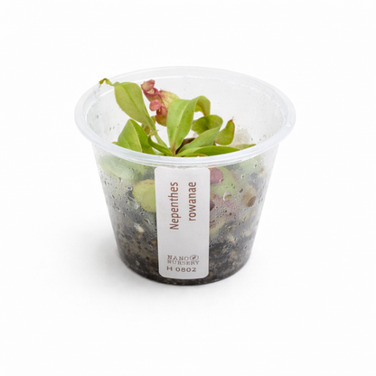 Nepenthes rowaniae