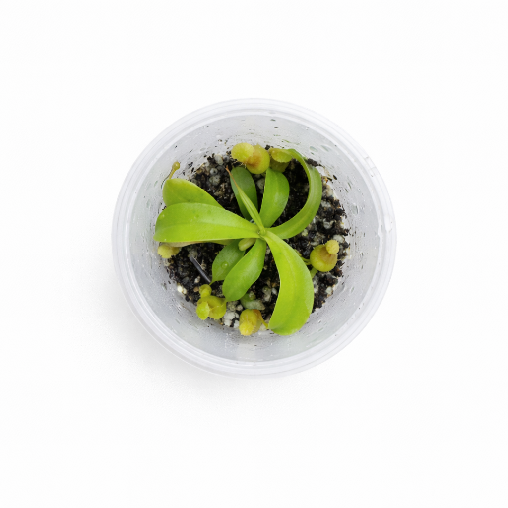Nepenthes alata