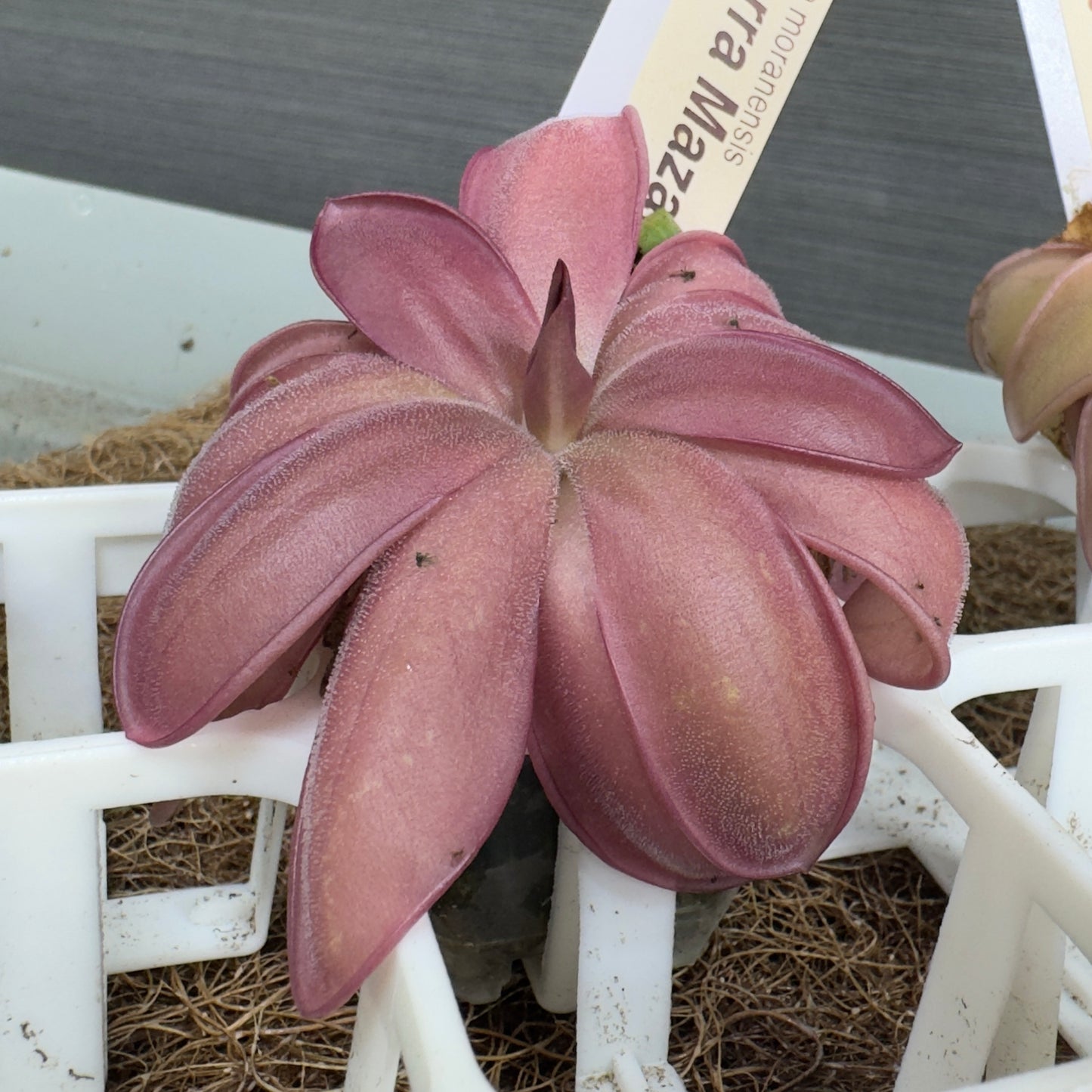 Pinguicula moranensis 'Sierra Mazatecas' (Butterwort)