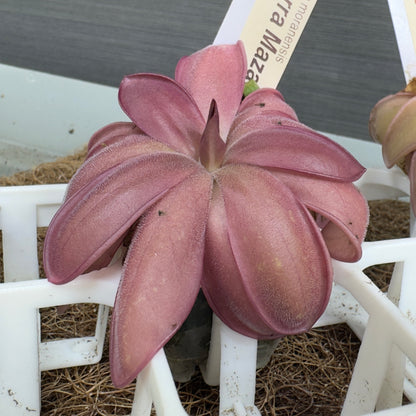 Pinguicula moranensis 'Sierra Mazatecas' (Butterwort)