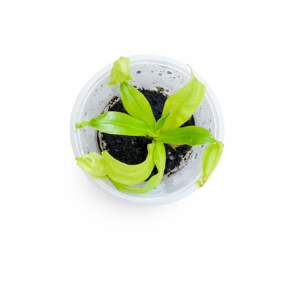 Nepenthes ampullaria 'Green'