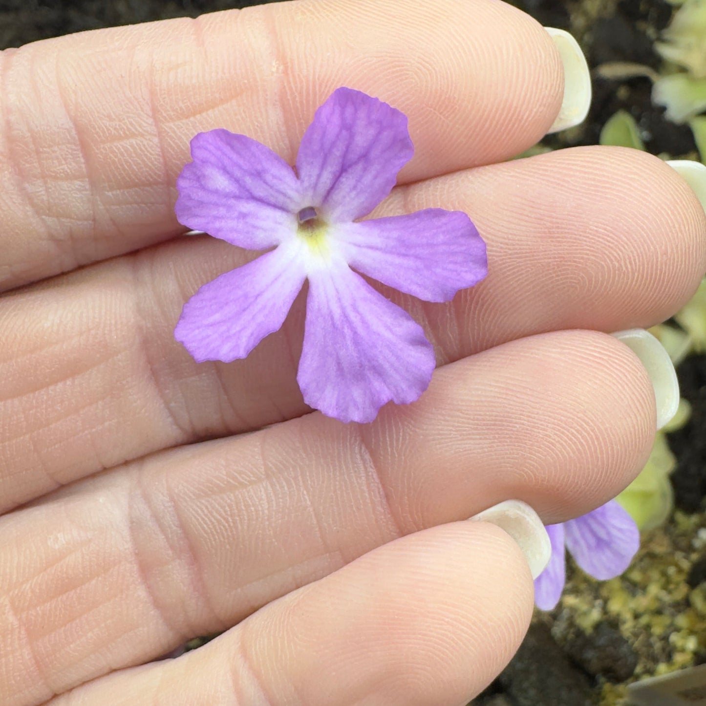 Pinguicula 'Down Under' (Butterwort)