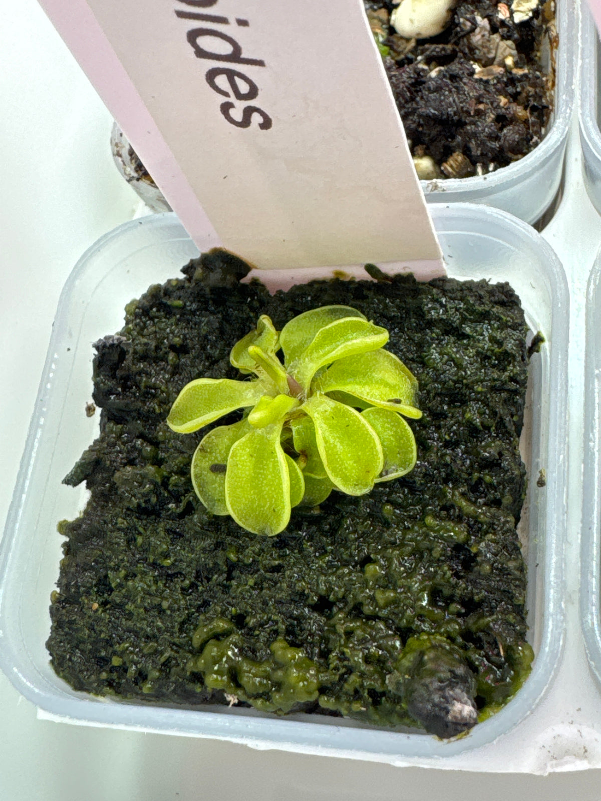 Pinguicula orchidioides (Butterwort)