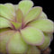 Pinguicula agnata × potosiensis