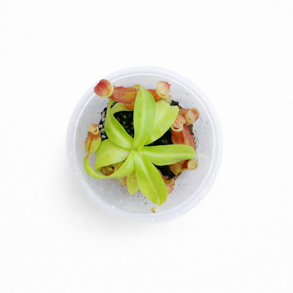Nepenthes kampotiana