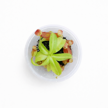 Nepenthes kampotiana