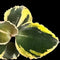 Anoectochilus 'Black Swan' variegated (Jewel Orchid)