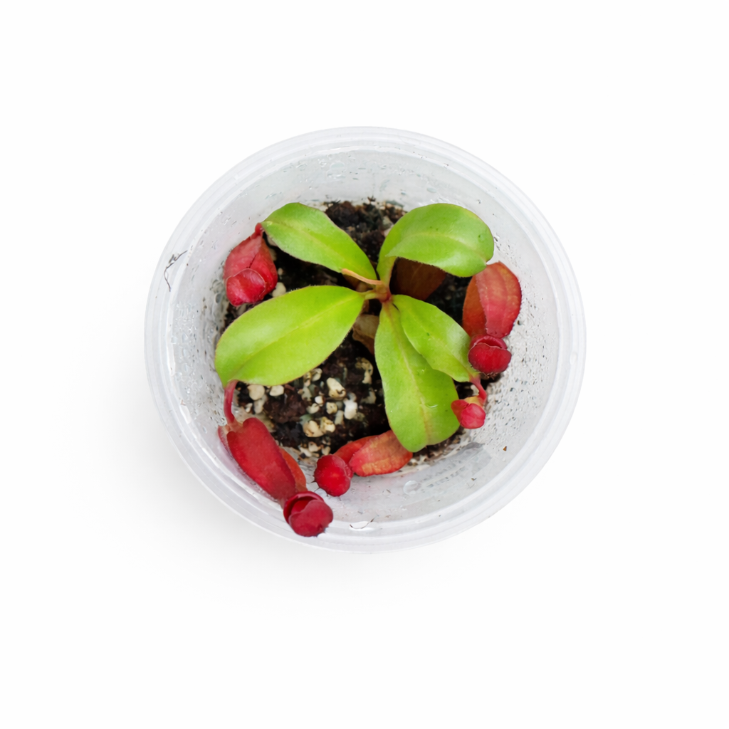 Nepenthes mirabilis × (truncata × lowii)