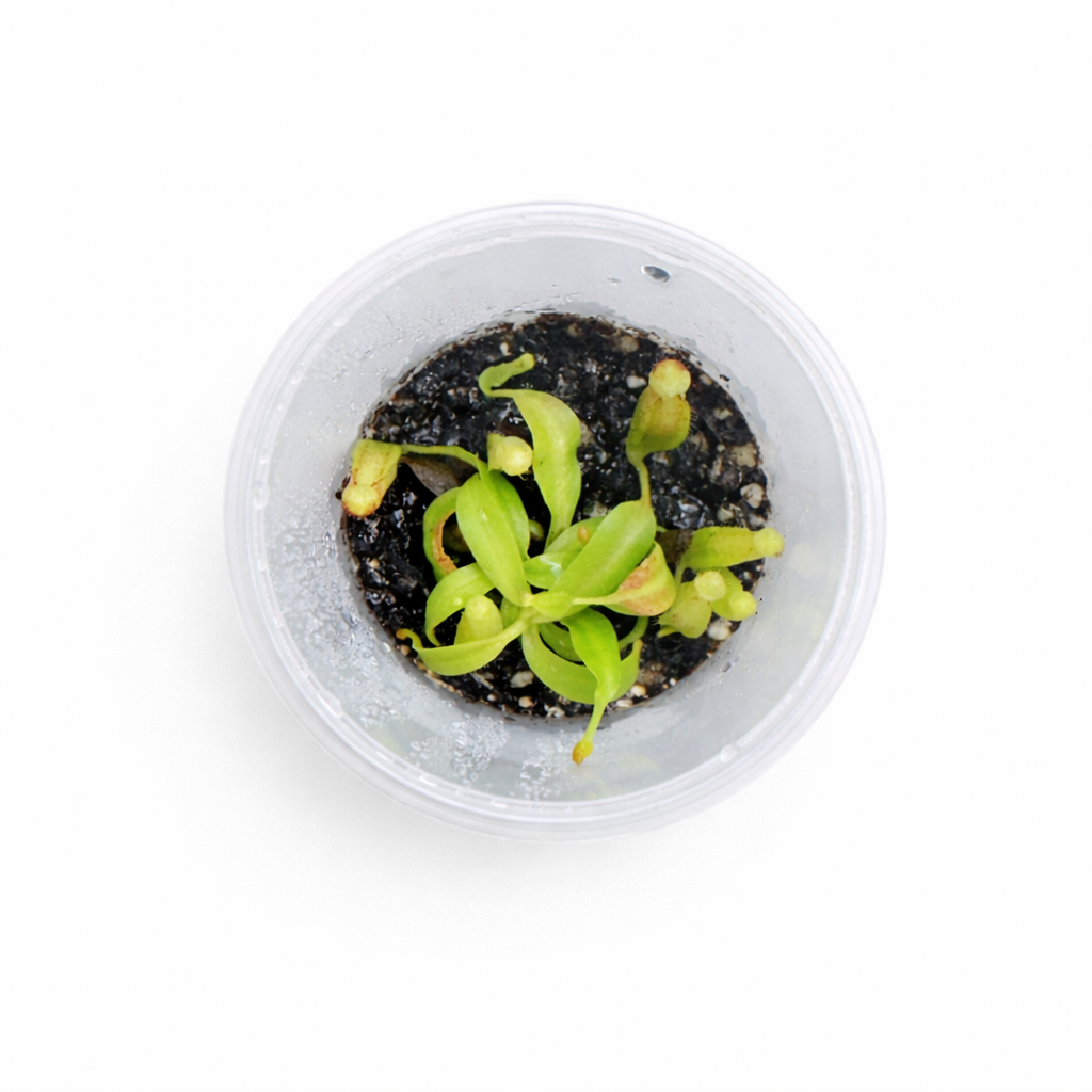 Nepenthes maxima