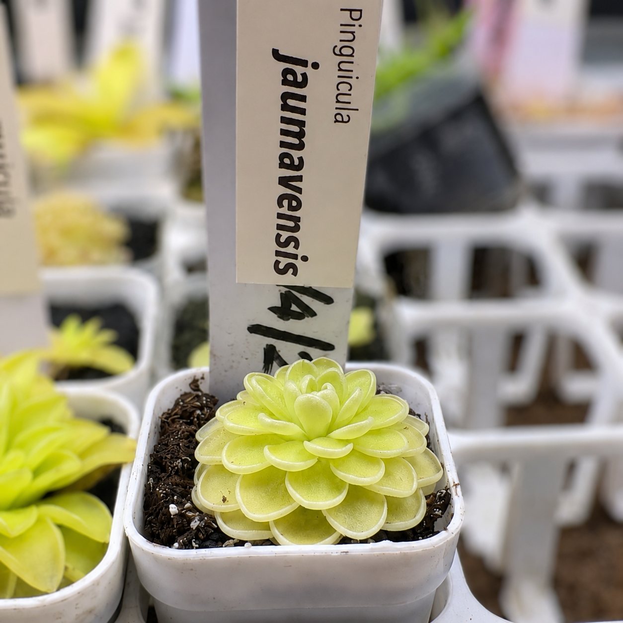 Pinguicula Jaumavensis (Butterwort)
