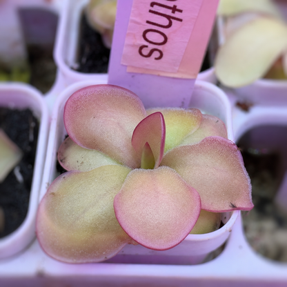 Pinguicula Laueana x Sethos (Butterwort)