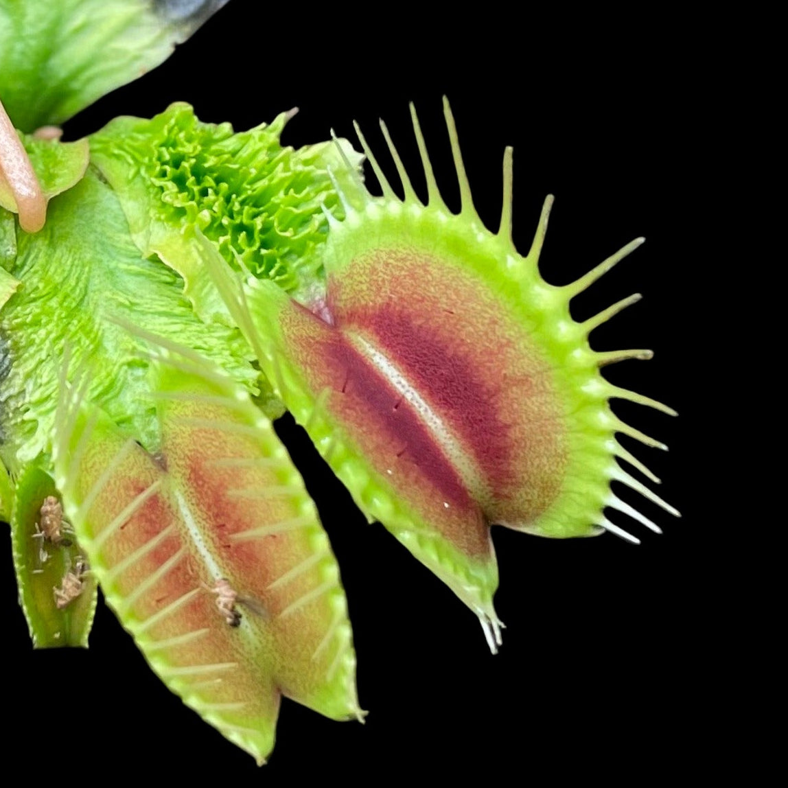 Dionaea muscipula 'Wrinkly Queen' (Venus Flytrap)