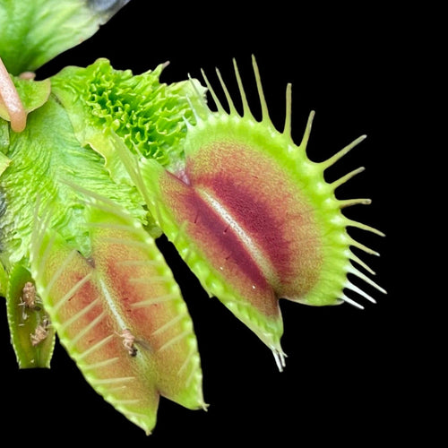 Dionaea muscipula 'Wrinkly Queen' (Venus Flytrap)