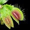 Dionaea muscipula 'Wrinkly Queen' (Venus Flytrap)