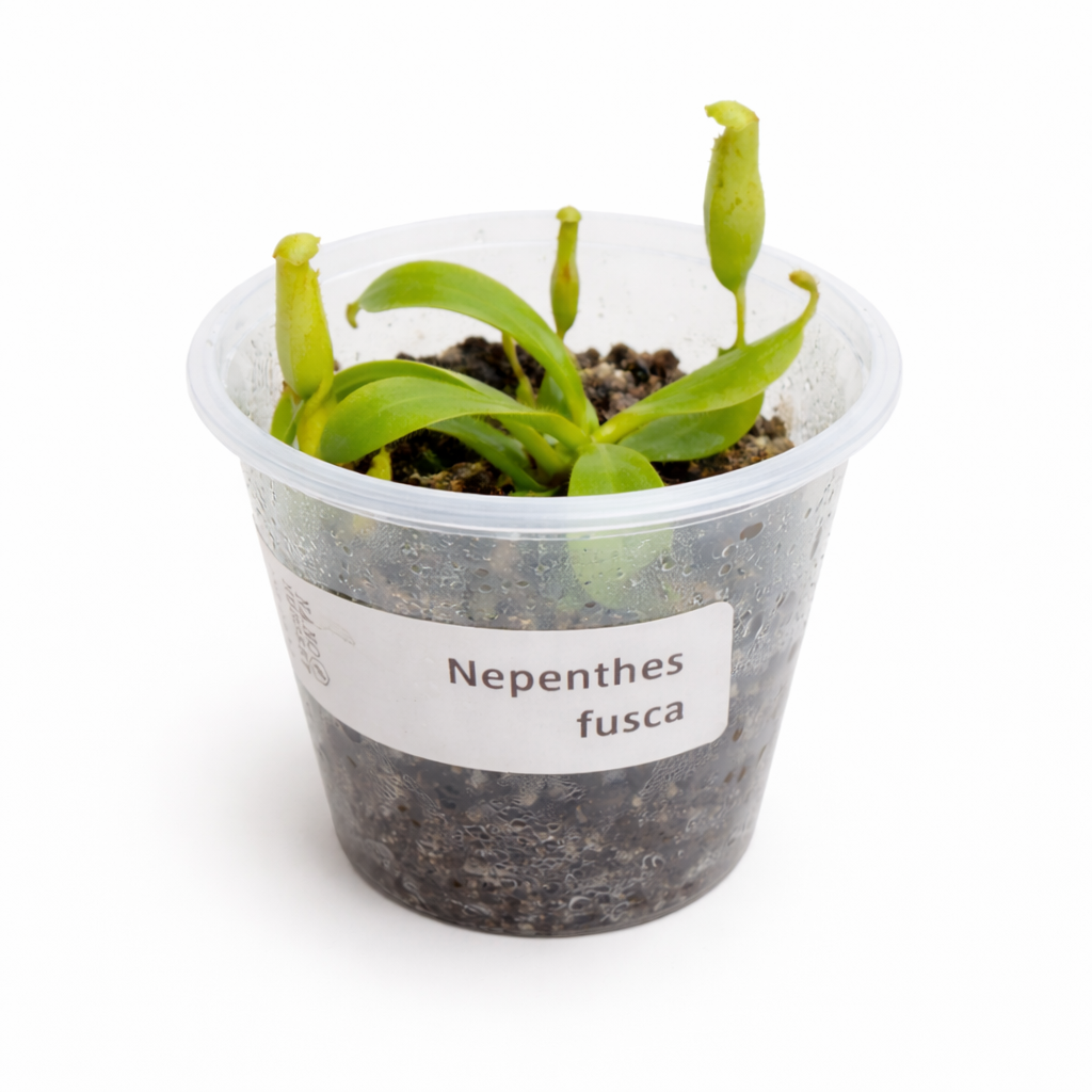 Nepenthes fusca