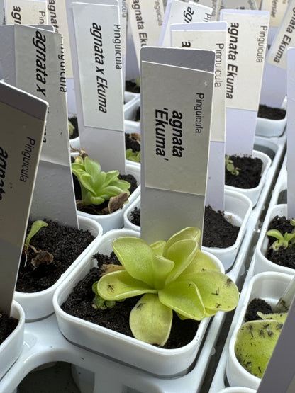 Pinguicula agnata 'Ekuma'