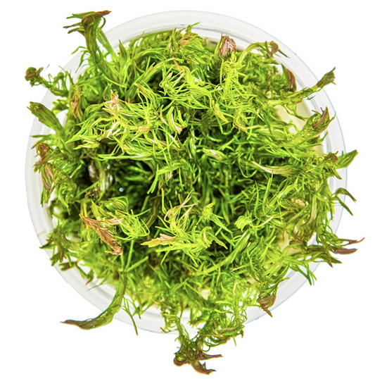 Rotala wallichii