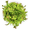 Rotala wallichii