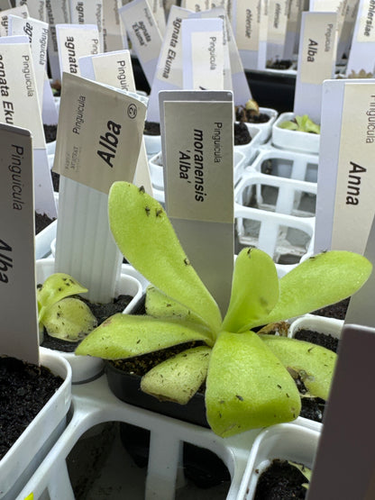 Pinguicula moranensis 'Alba'