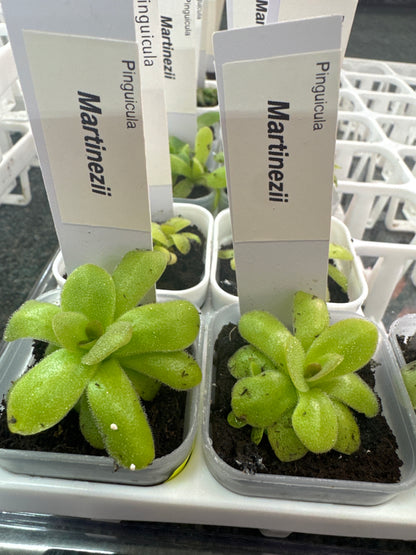 Pinguicula martinezii
