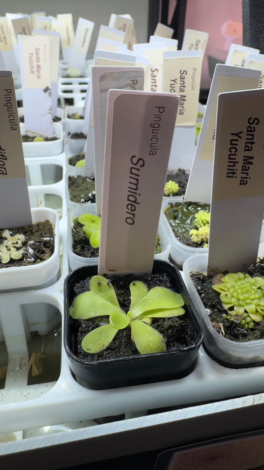 Pinguicula Sumidero (Butterwort)