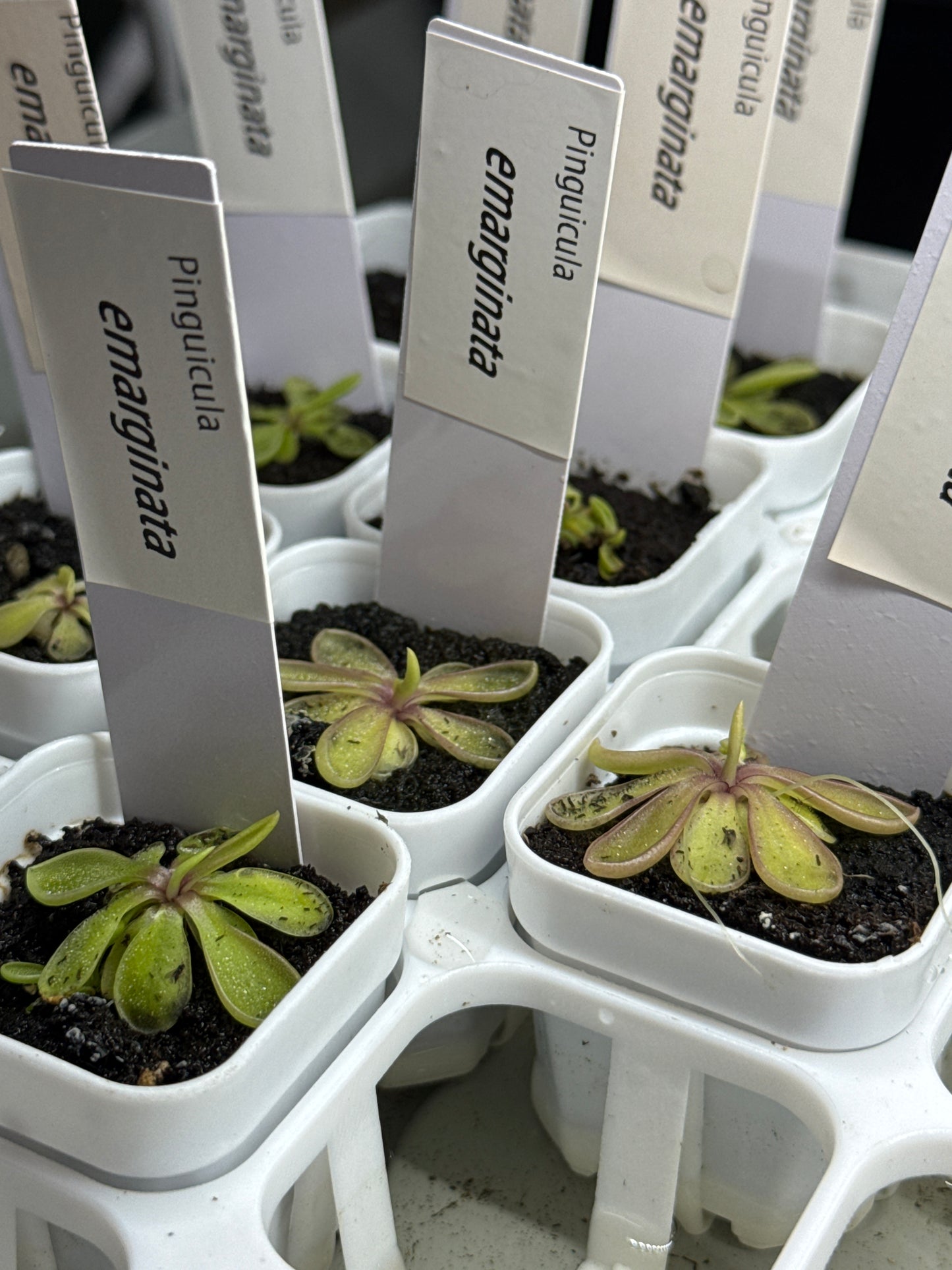 Pinguicula emarginata