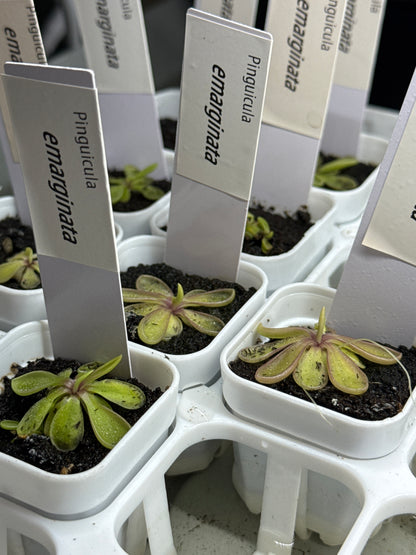 Pinguicula emarginata